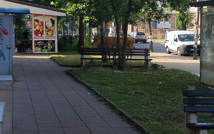 Снимка на крава в центъра на Кърджали обходи социалните мрежи,време е тези животни да бъдат обявени за основна туристическа атракция на града