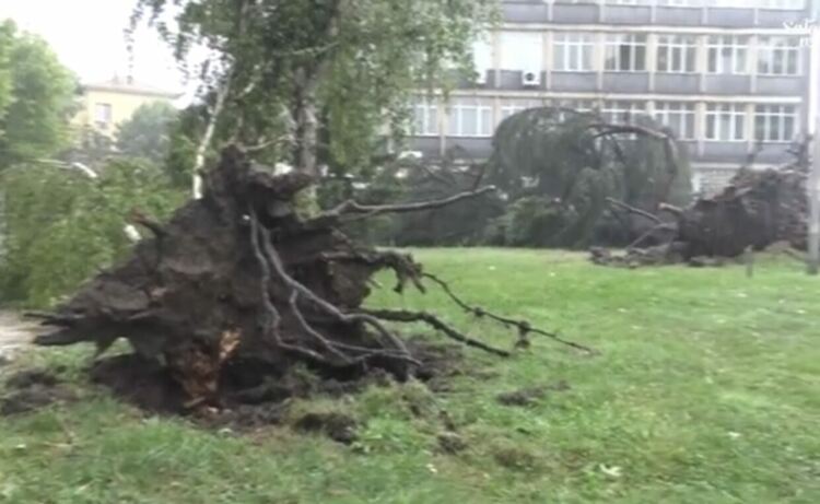 Буря в Харманли с паднали дървета и смачкани коли