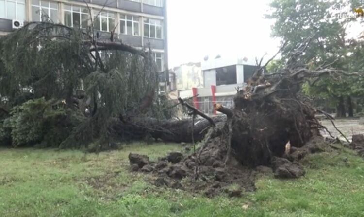 Буря в Харманли с паднали дървета и смачкани коли