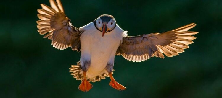 Спят ли птиците, докато летят: Viasat Nature отговаря