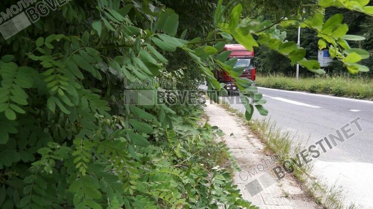 От полицията направиха предписание ОПУ и Община Смолян  да изрежат храсталаците по околовръстния път 