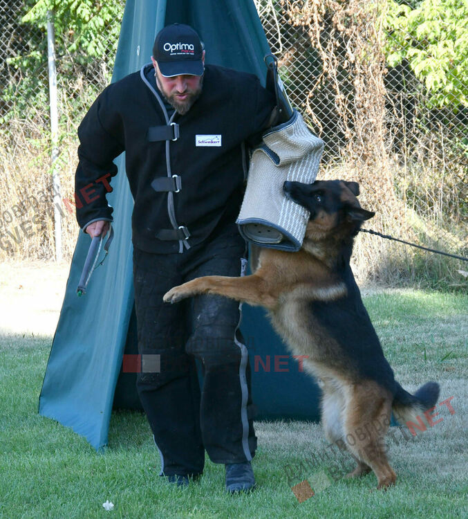 Участници от 15 града се включиха в семинар по послушание, защита и работа с германско овчарско куче провеждащ се в Димитровград