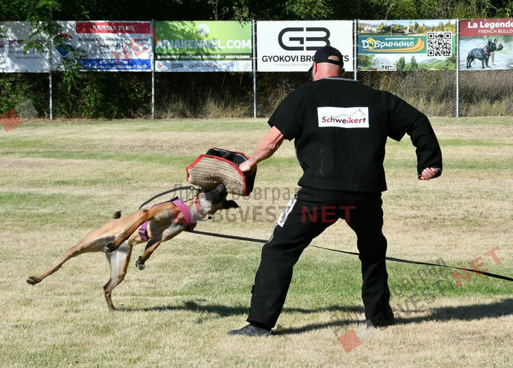 Участници от 15 града се включиха в семинар по послушание, защита и работа с германско овчарско куче провеждащ се в Димитровград