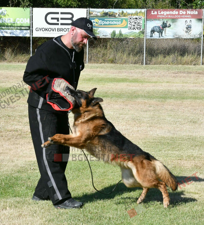 Участници от 15 града се включиха в семинар по послушание, защита и работа с германско овчарско куче провеждащ се в Димитровград