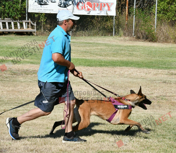 Участници от 15 града се включиха в семинар по послушание, защита и работа с германско овчарско куче провеждащ се в Димитровград