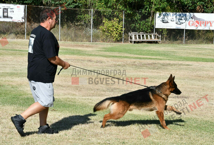 Участници от 15 града се включиха в семинар по послушание, защита и работа с германско овчарско куче провеждащ се в Димитровград