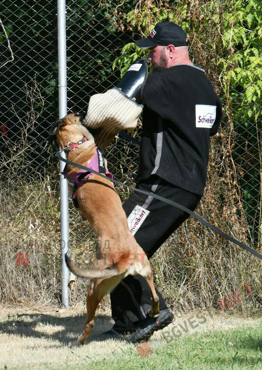 Участници от 15 града се включиха в семинар по послушание, защита и работа с германско овчарско куче провеждащ се в Димитровград