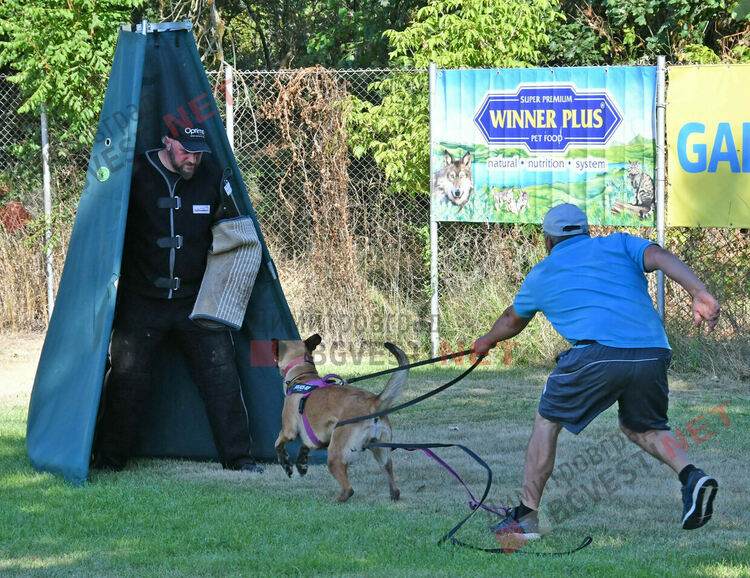 Участници от 15 града се включиха в семинар по послушание, защита и работа с германско овчарско куче провеждащ се в Димитровград