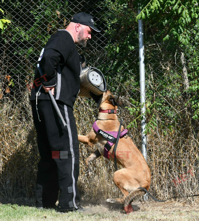 Участници от 15 града се включиха в семинар по послушание, защита и работа с германско овчарско куче провеждащ се в Димитровград