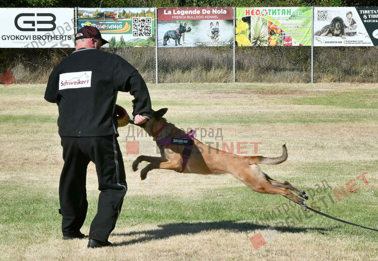 Участници от 15 града се включиха в семинар по послушание, защита и работа с германско овчарско куче провеждащ се в Димитровград