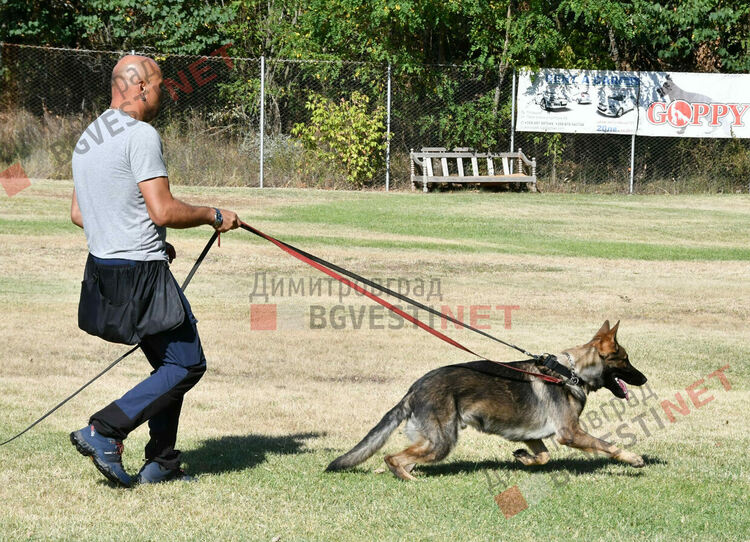Участници от 15 града се включиха в семинар по послушание, защита и работа с германско овчарско куче провеждащ се в Димитровград