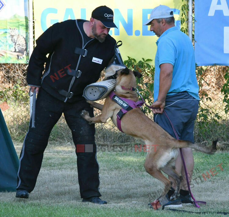 Участници от 15 града се включиха в семинар по послушание, защита и работа с германско овчарско куче провеждащ се в Димитровград