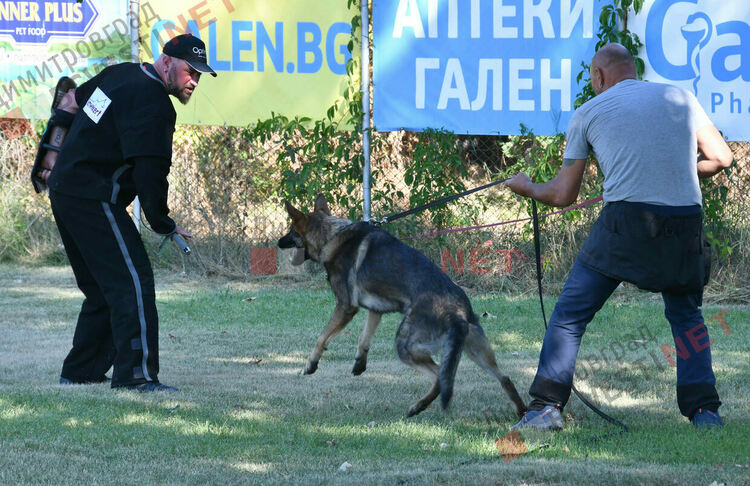 Участници от 15 града се включиха в семинар по послушание, защита и работа с германско овчарско куче провеждащ се в Димитровград
