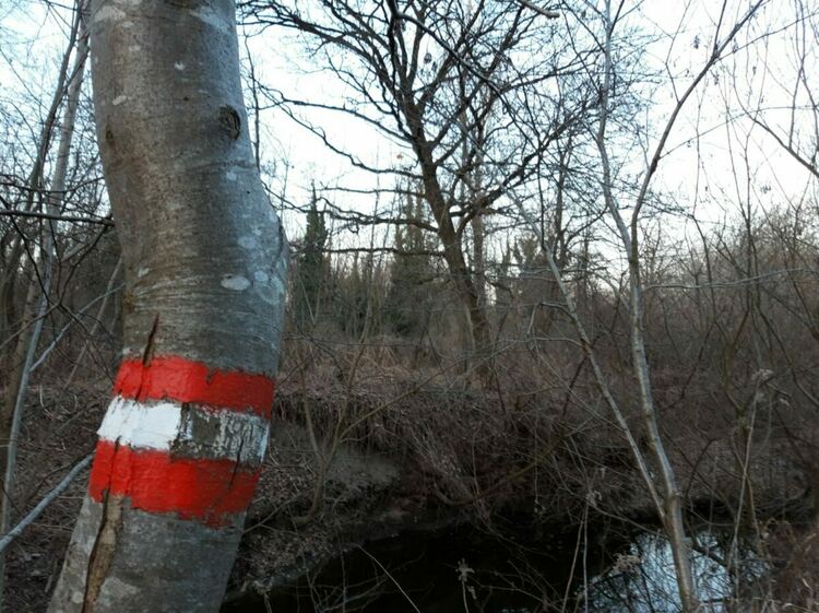 Австрия е изведела доброволно и принудително 5900 чужденци от началото на годината