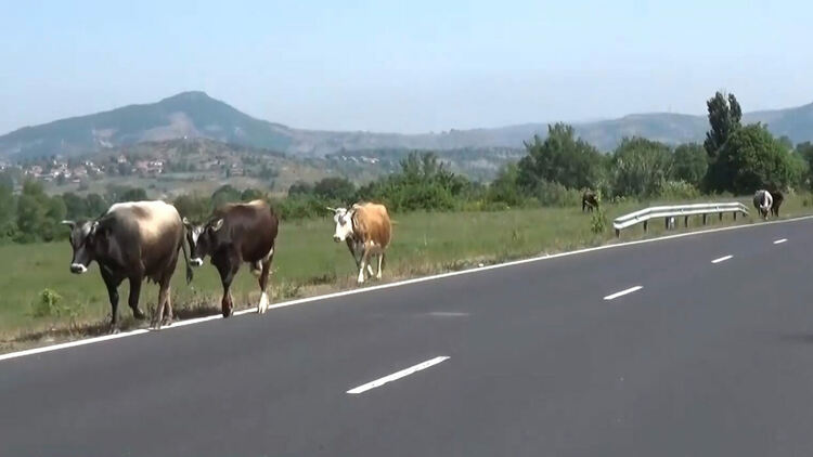 Разследват кражба на домашно животно