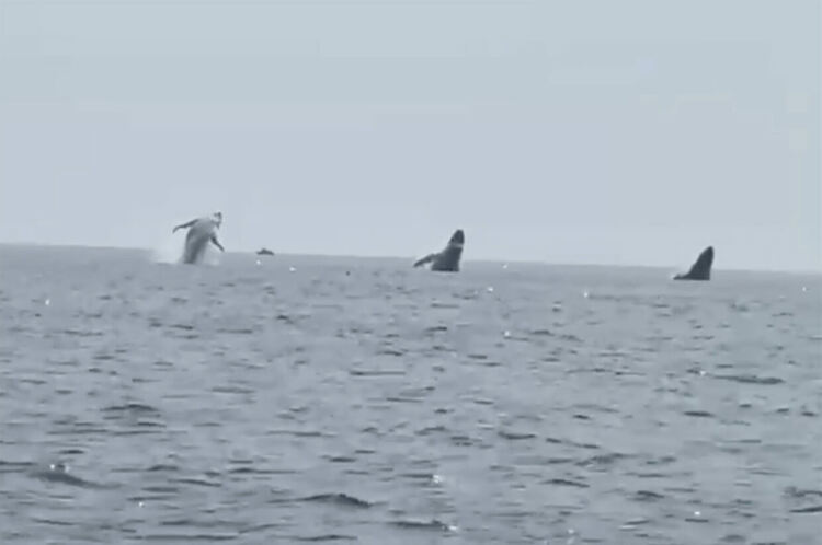 Температурата на водата в Световния океан достигна рекодно висока стойност