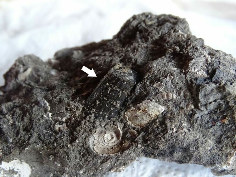 Частично запазен зъб от крокодил, все още обвит в скален матрикс, открит от ас. Ралица Богданова от Национален природонаучен музей при БАН