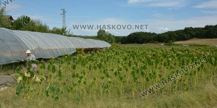 Тютюнопроизводителите очакват добра реколта и по-добри доходи за продукцията си тази година