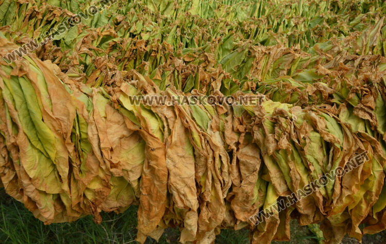 Тютюнопроизводителите очакват добра реколта и по-добри доходи за продукцията си тази година