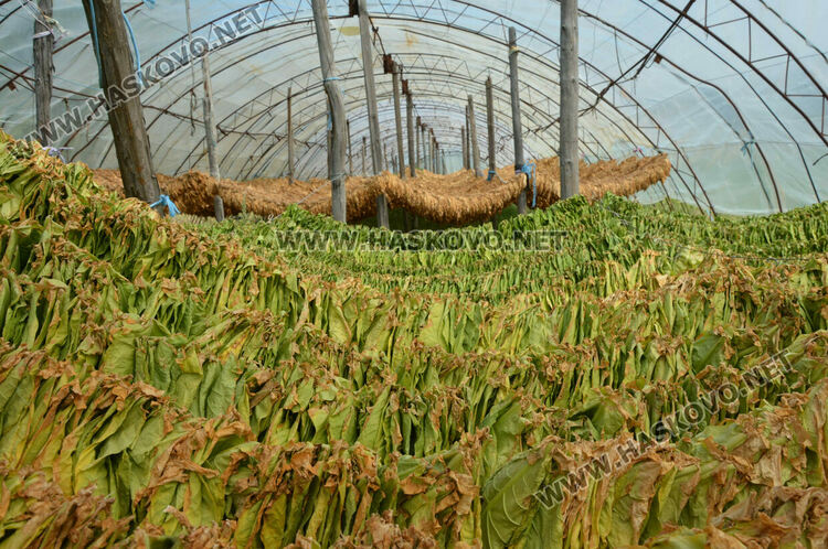 Тютюнопроизводителите очакват добра реколта и по-добри доходи за продукцията си тази година