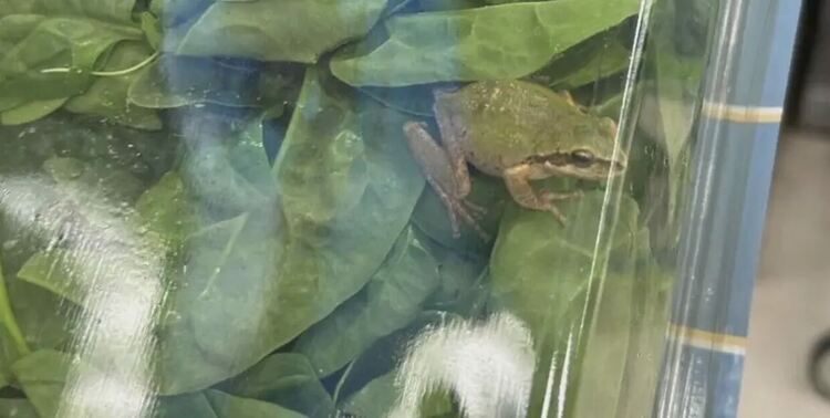 Жена от Детройт намери жива жаба в опаковка със спанак