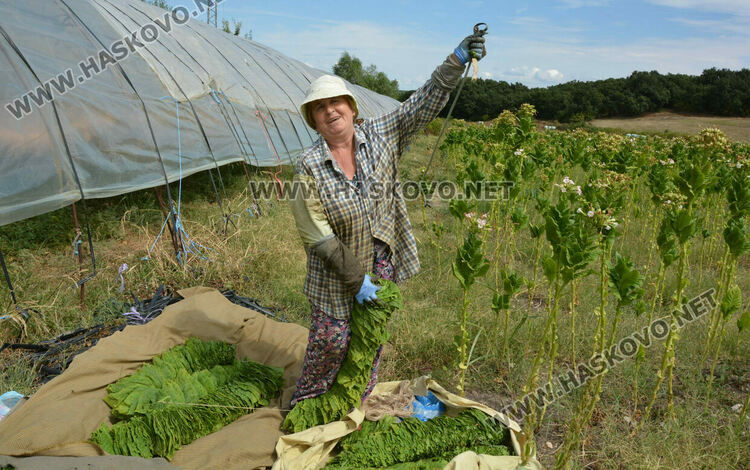 Тютюнопроизводителите очакват добра реколта и по-добри доходи за продукцията си тази година
