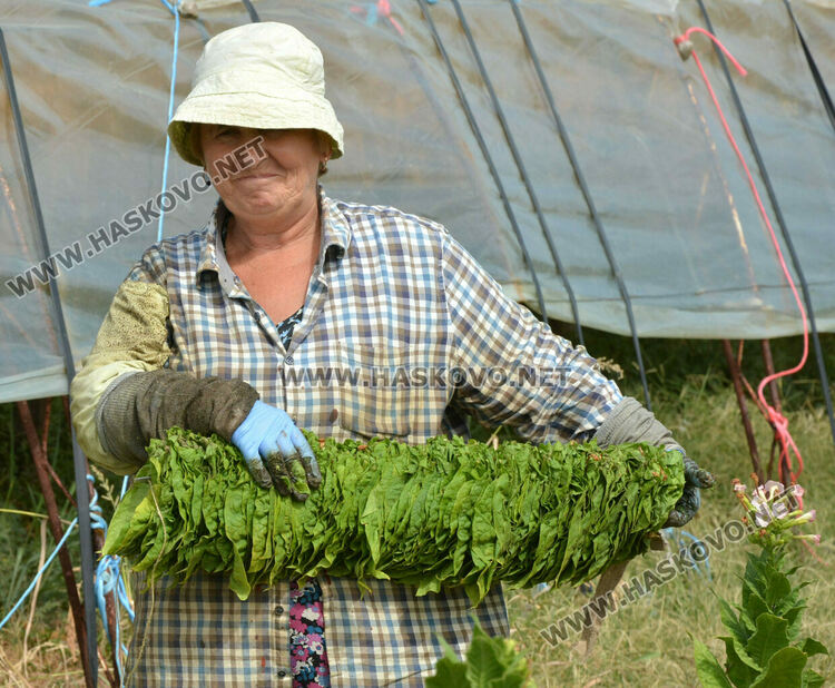 Тютюнопроизводителите очакват добра реколта и по-добри доходи за продукцията си тази година