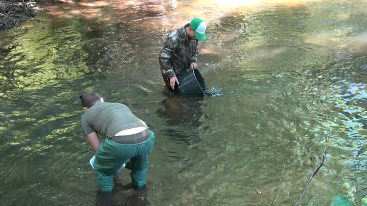 Пуснаха 350 килограма пъстърва в река Девинска