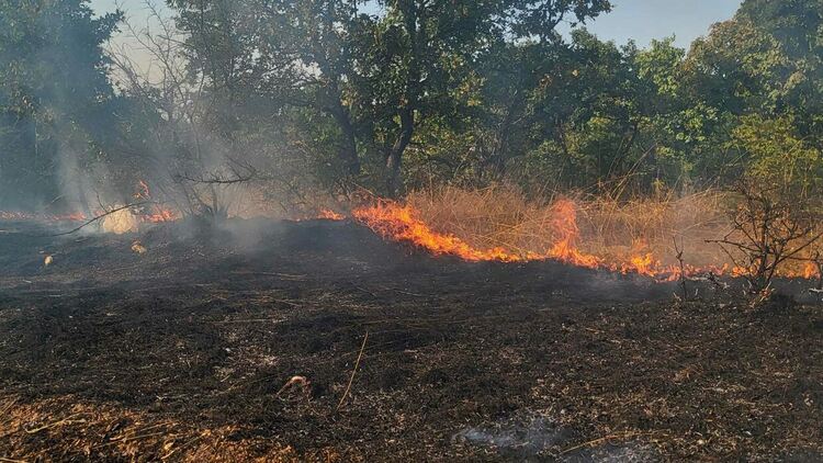11 екипа огнеборци на големия пожар край Шишманово
