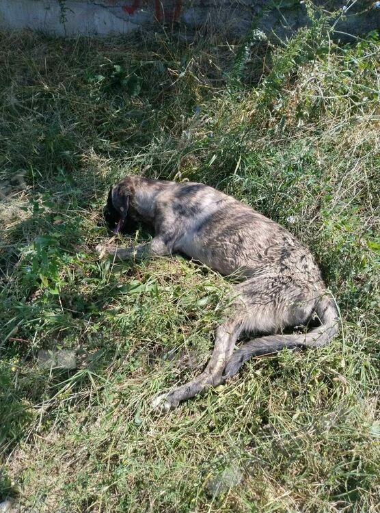 Кучето преди транспортирането до клиника