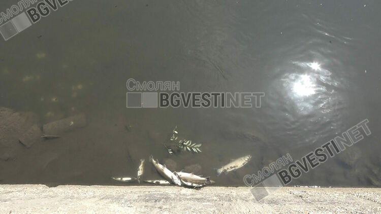 Отпадни води от канализацията на Смолян убиха рибата в река Черна в участък от над километър