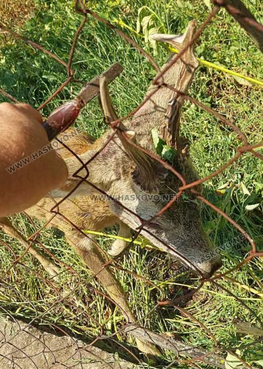 Момент от освобождаването на сръндака, снимка: Митко Желязков