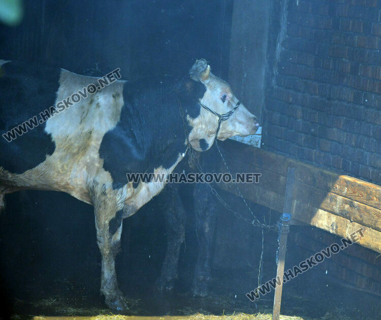 Хасковлия подпали къщата на съседа си докато вари компоти