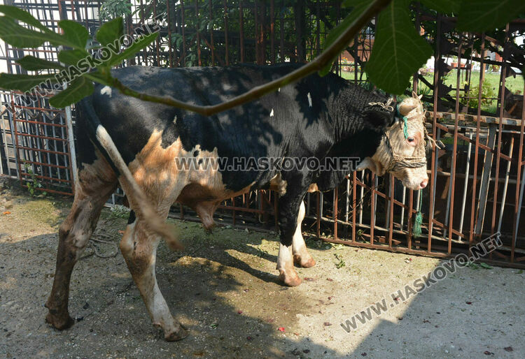 Хасковлия подпали къщата на съседа си докато вари компоти