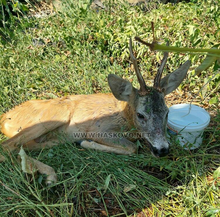 Местните хора са се погрижили за животното