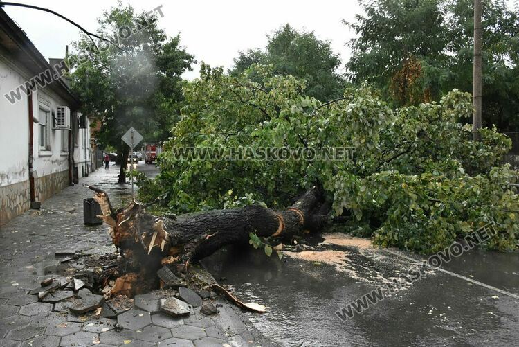 Бурята събори дървета в Хасково, наводнени са мазета