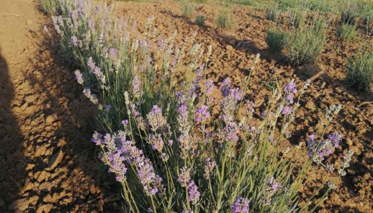 Над 14 хил. договора за работа на полето в региона от началото на годината