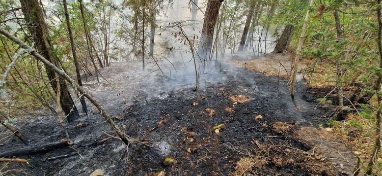 Пламъците изпепелиха 600 декара гора край Хвойна, пожарът вече е низов