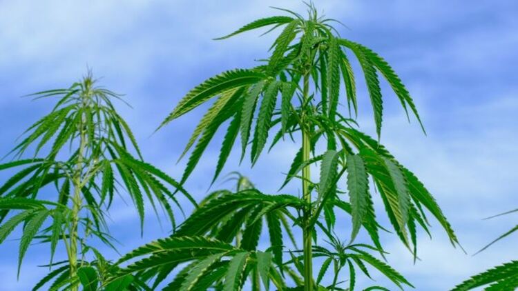 Откриха конопени растения и ги иззеха 