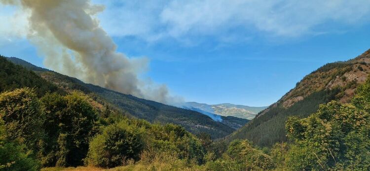 Кметът на Хвойна: Само дъжд ще спаси гората ни! Местните изливат мъката си в стихове