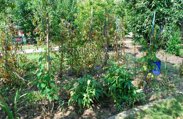 Дворът на Рефайдин