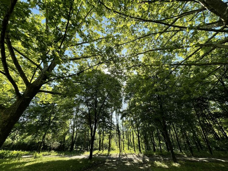 Слънчево, следобед превалявания с гръмотевици на места