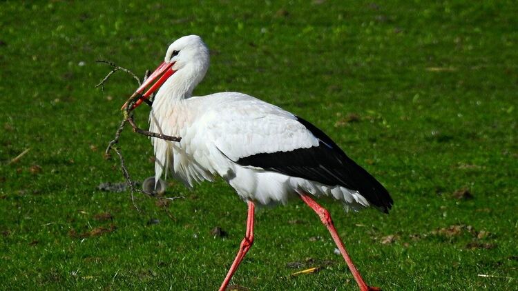 От екоинспекцията спасиха три щъркела