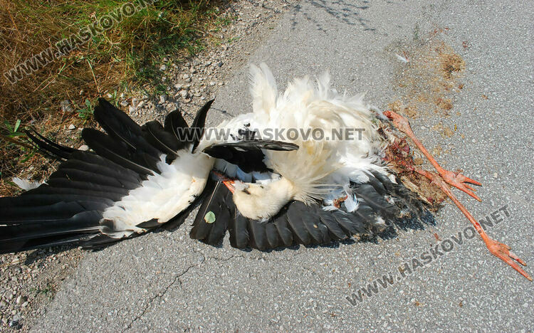Читател: Прегазиха щъркел по пътя между Хасково и Гарваново