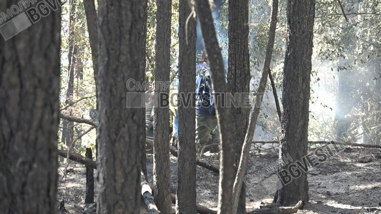 ЮЦДП:Около 40% от площта на пожара край Хвойна са дървета, които трябва да се изсекат