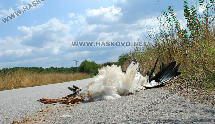 Читател: Прегазиха щъркел по пътя между Хасково и Гарваново