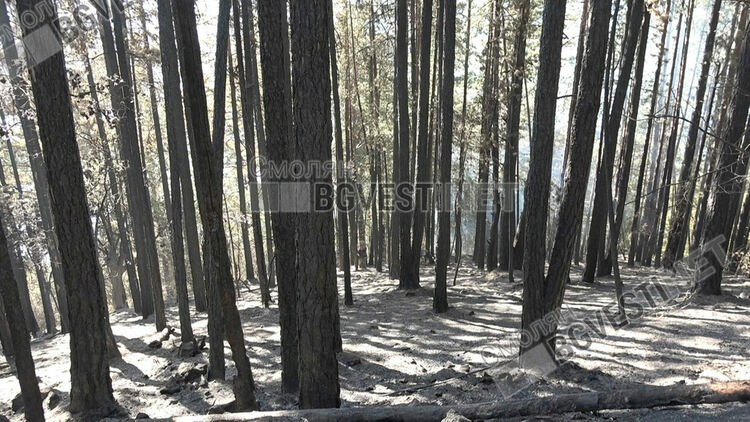 ЮЦДП:Около 40% от площта на пожара край Хвойна са дървета, които трябва да се изсекат