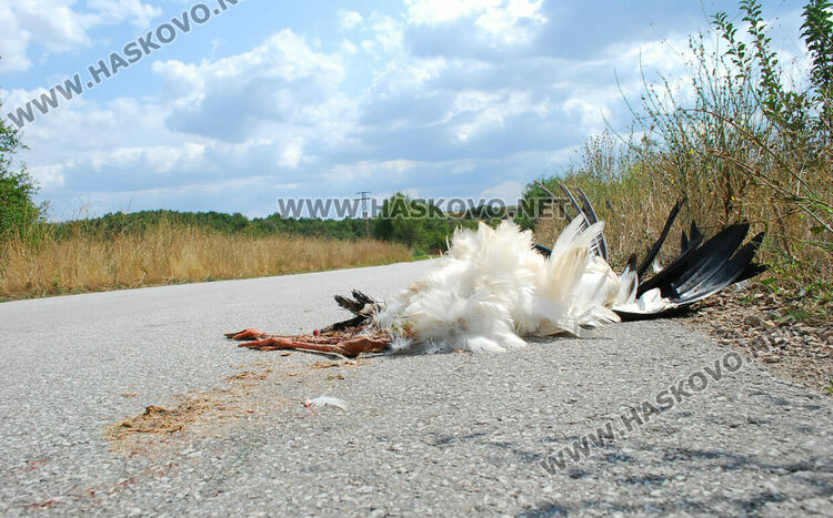 Читател: Прегазиха щъркел по пътя между Хасково и Гарваново