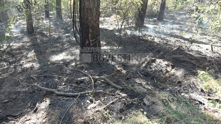 ЮЦДП:Около 40% от площта на пожара край Хвойна са дървета, които трябва да се изсекат
