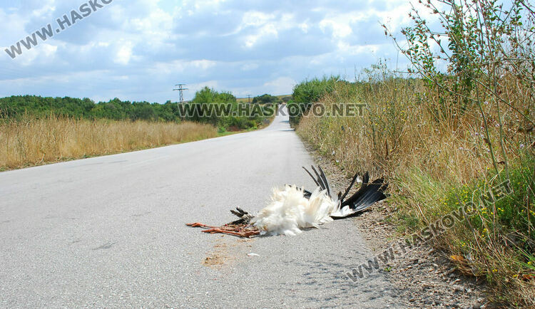 Читател: Прегазиха щъркел по пътя между Хасково и Гарваново